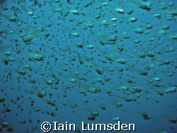 It's raining glass fish! by Iain Lumsden 